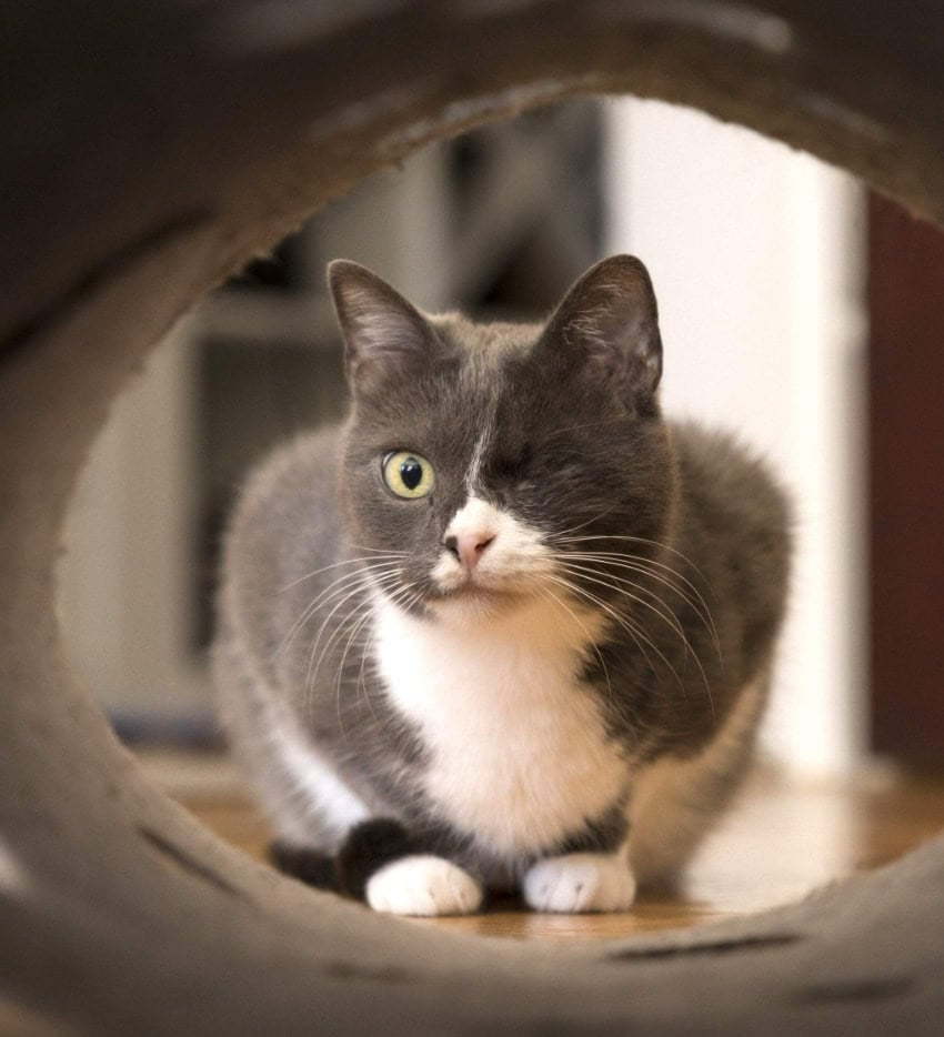 Katze Kimi von Katzenverhaltensberaterin Nadine Pfuhl sieht durch einen Tunnel