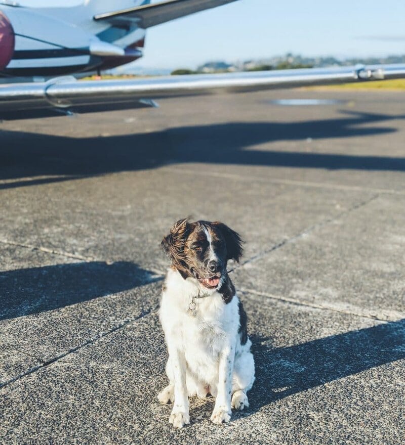 Pet traveling waiting for it's flight