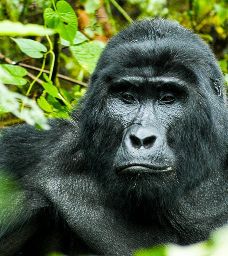 Are Gorilla Safaris Safe?