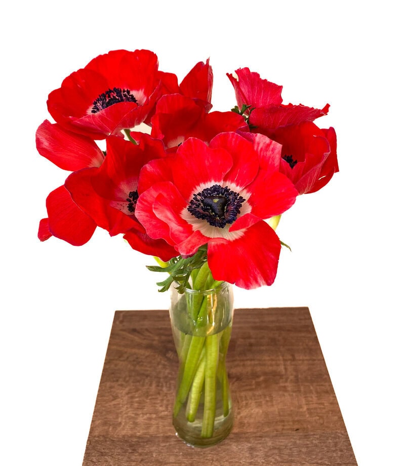 Anemones Mistral - Image 3