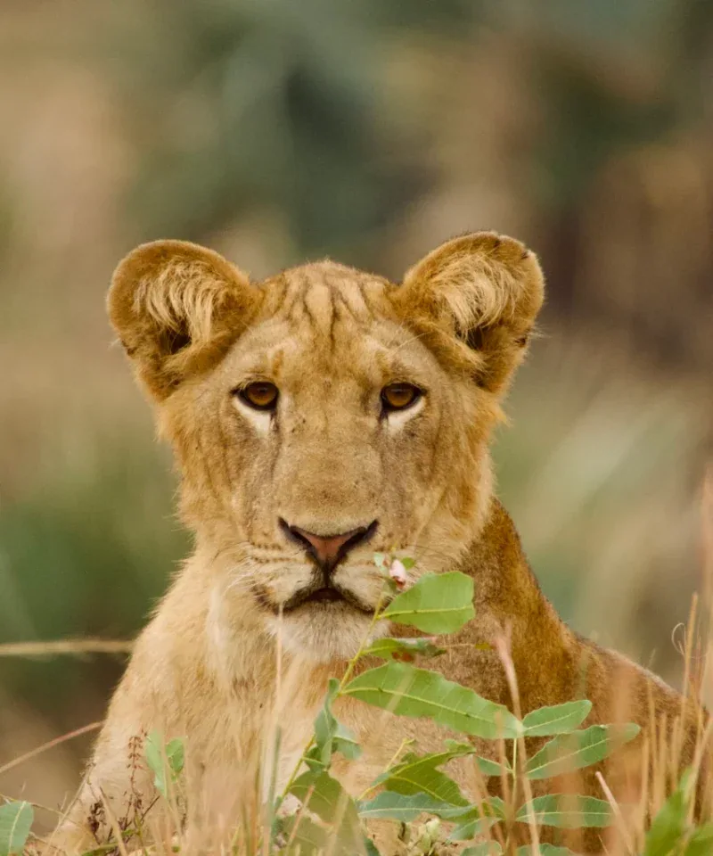 Akagera national Park