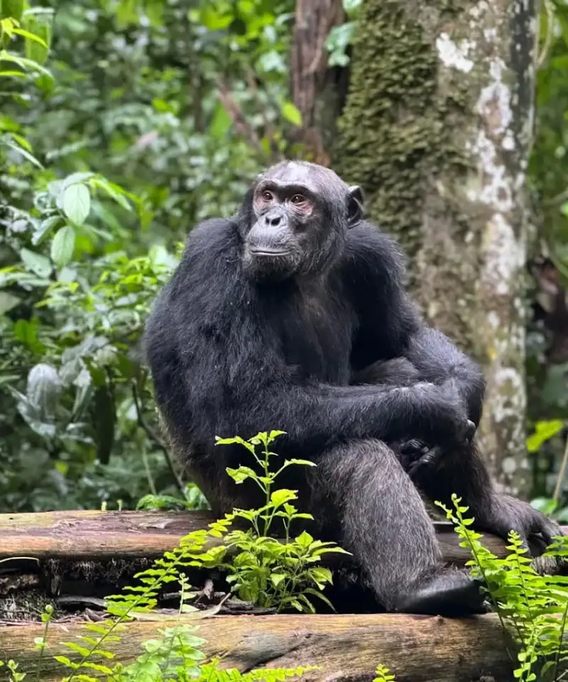Chimps Trekking