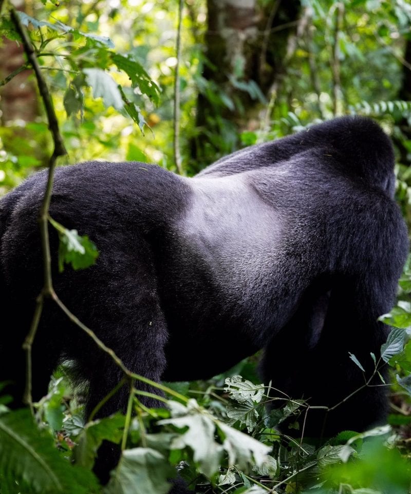 Bwindi impenetrable national parkl