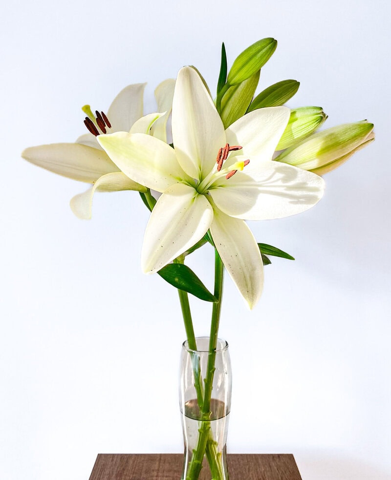L/A Hybrid Lilies