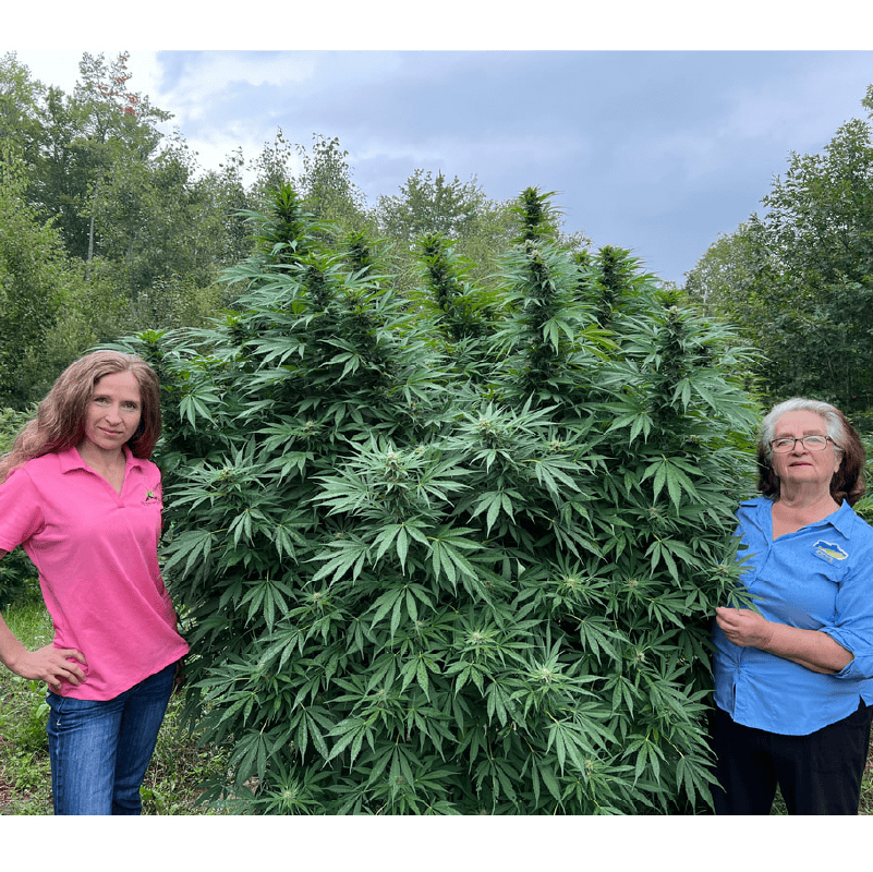 tanya mila standing next to a giant hemp plant