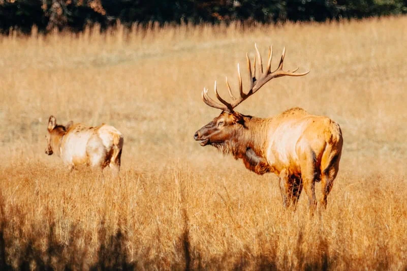 Elk grazing in Cataloochee Valley in Great Smoky Mountains National Park