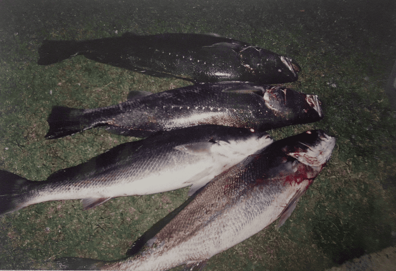 How to catch big Mulloway in reefs