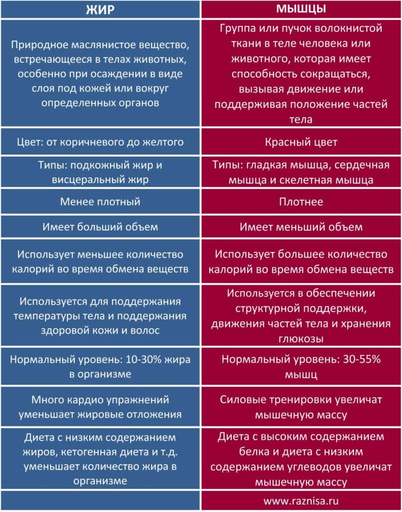 В чем разница между жиром и мышцами 1 Разница между жиром и мышцами