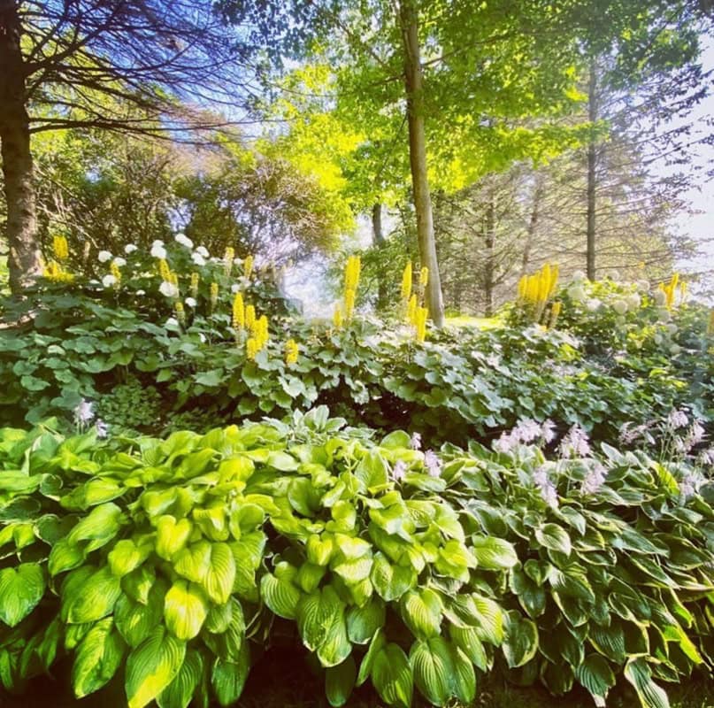 garden with bushes