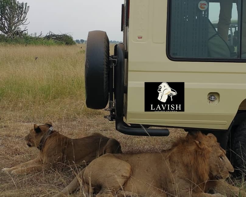 Best Activities in Queen Elizabeth Uganda