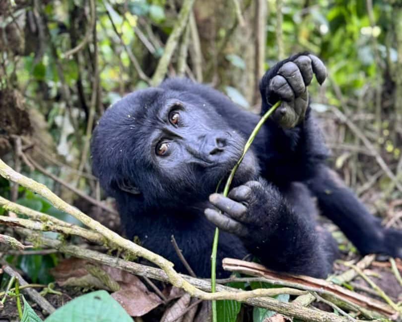 Best Activities in Ruhija Gorillas 