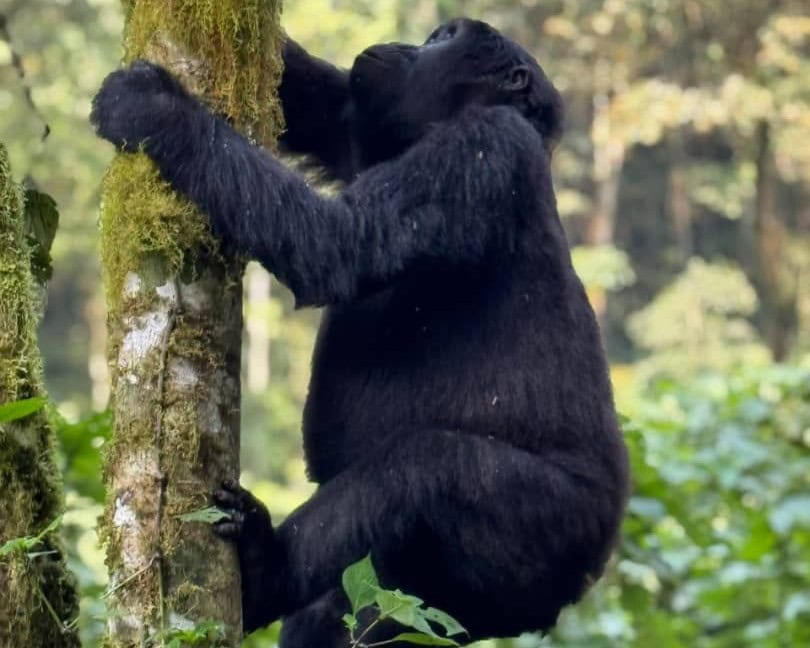 Activities in Buhoma Gorilla Sector