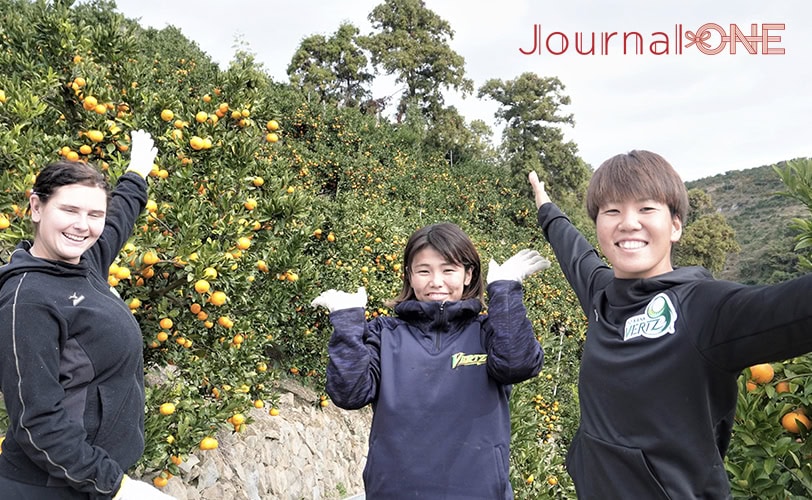 Journal-ONE JDリーグ 伊予銀行ヴェールズ みかん収穫作業 庄司奈々投手 安川裕美捕手 リサ・モールデン内野手