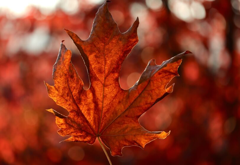 Arup Ratan Dutta_Autumn Photo Story_Image8_06.12.2024_IC