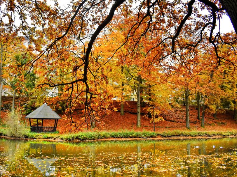 Swedish Landscape during Autumn