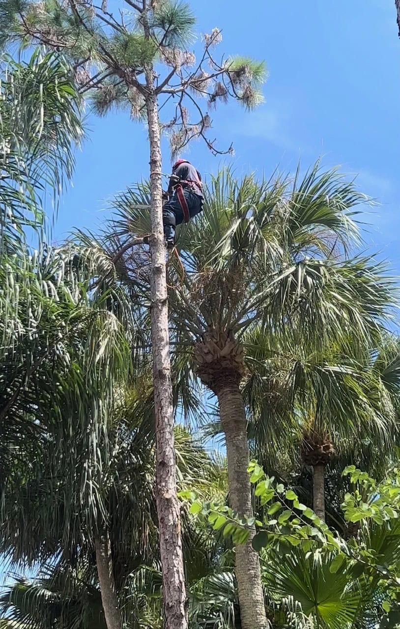 Jobs Gallery | Expert Tree Services, Palm Trimming, & Tree Care in Lake Worth & Palm Beach County | Tree Service | Explore our latest tree service projects in Lake Worth, Boca Raton, Delray Beach, and Palm Beach County. From precision trimming to full tree removal and site cleanup, our skilled tree experts offer precision, safely removing hazards, and helping revitalizing landscapes. Discover the Tree Maid Tree Service Difference! |%org_url%