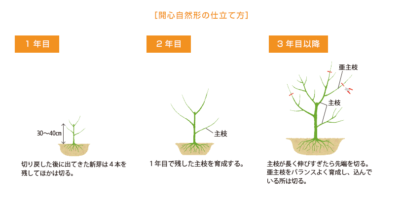 開心自然形の紹介