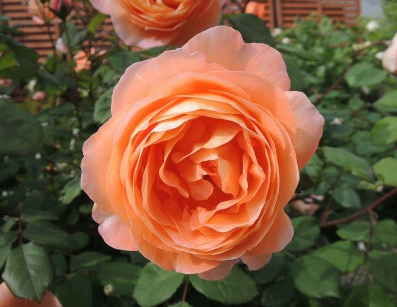 レディエマハミルトンが開花3
