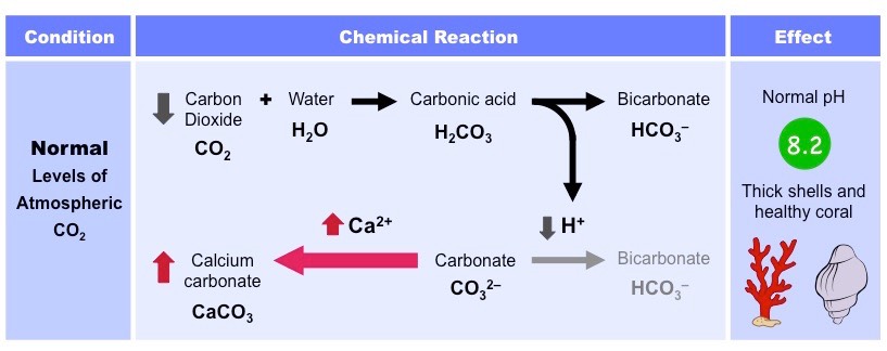 reaksi kimia pembentukan cangkang 