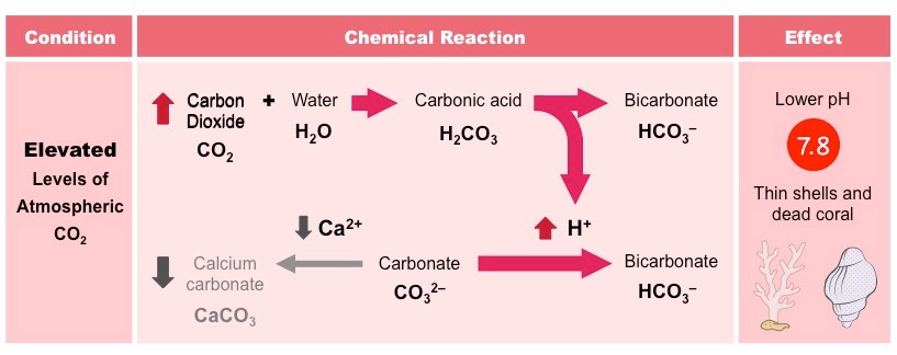  Proses reaksi kimia dalam hancurnya cangkang