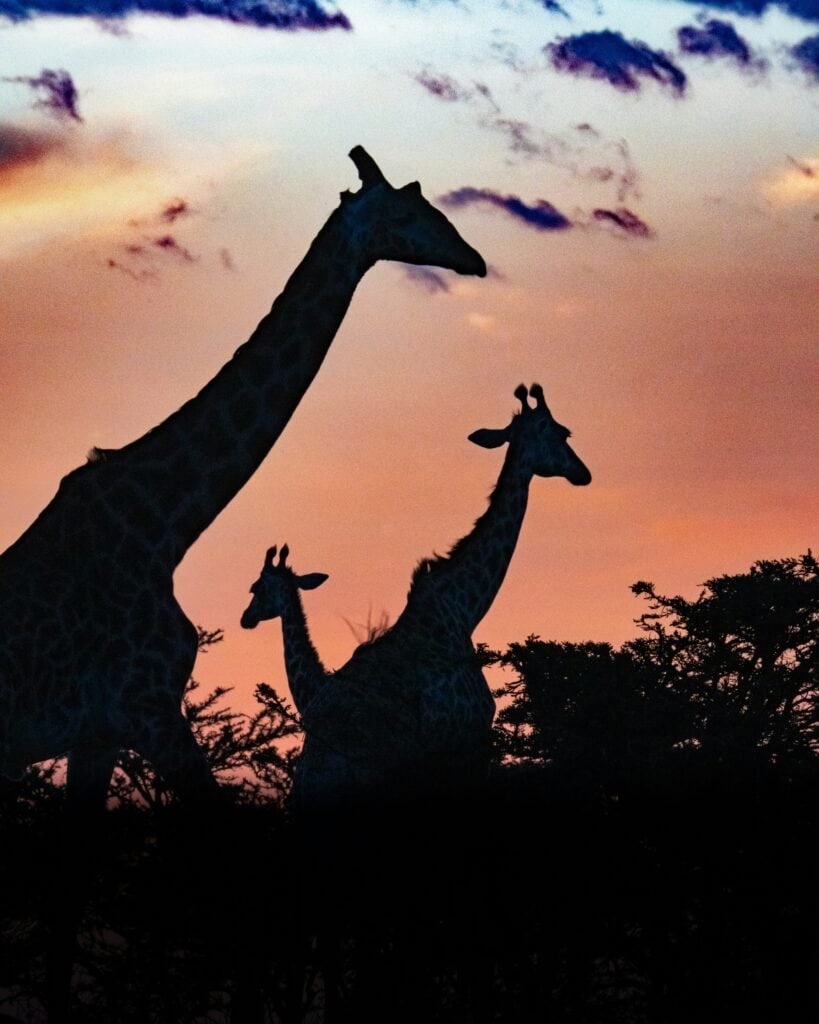Masai Mara