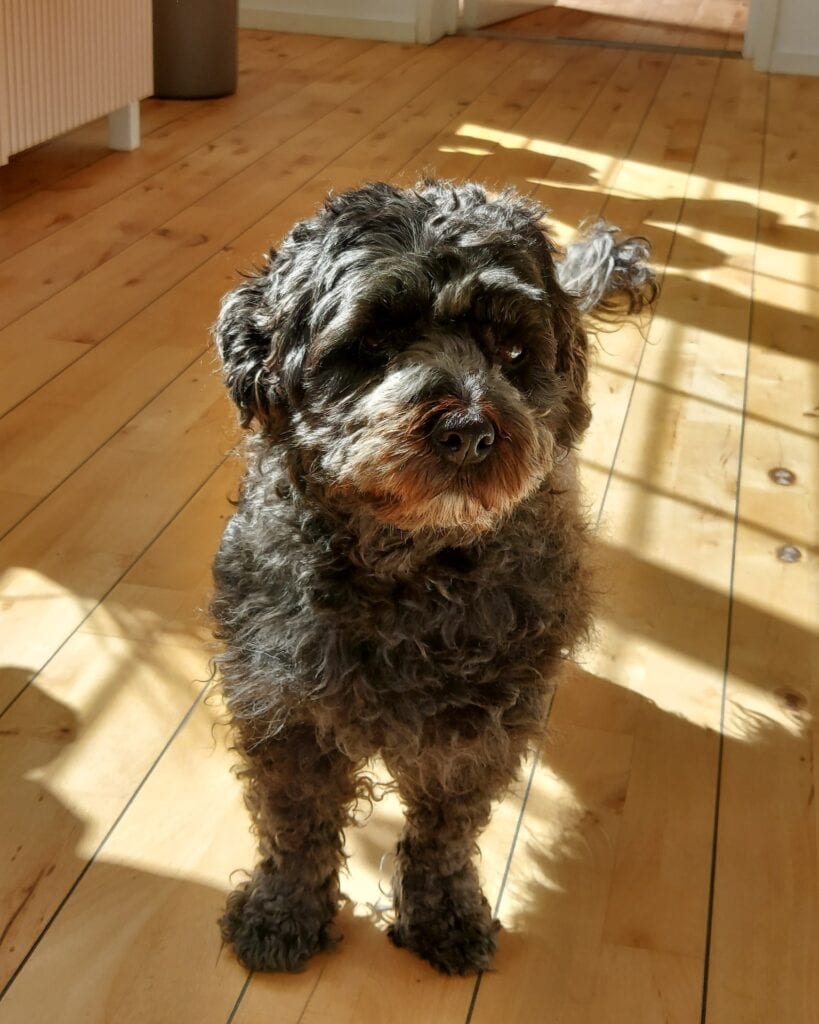 En liten svart hund i ett kontor