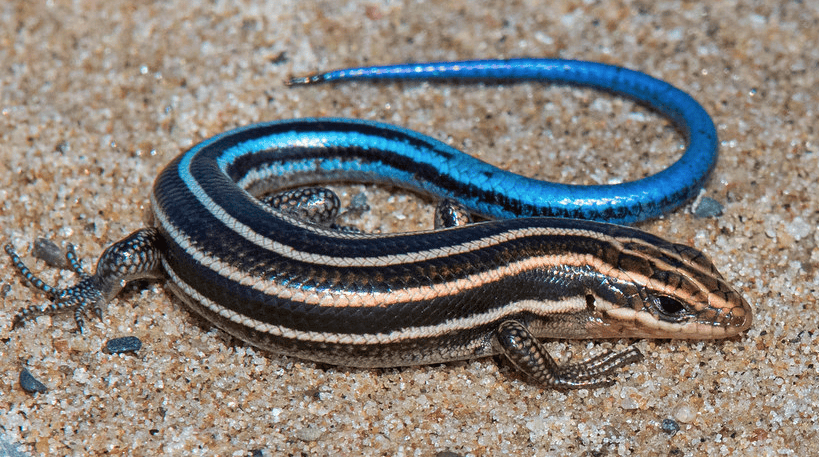 Five-lined skink