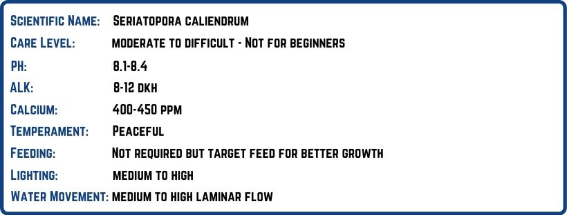 green birdsnest coral care