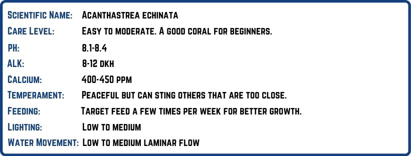 Acan Coral Care Chart