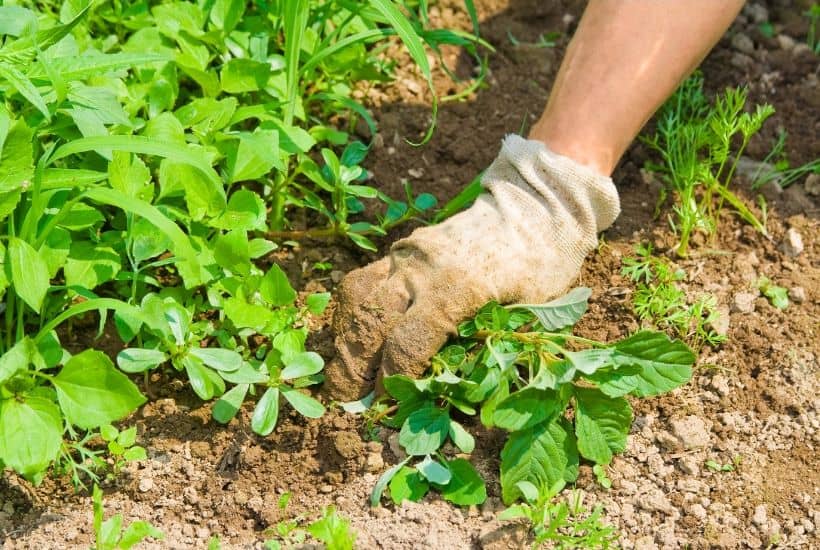 5 Ways to Spruce Up Your Midsummer Garden