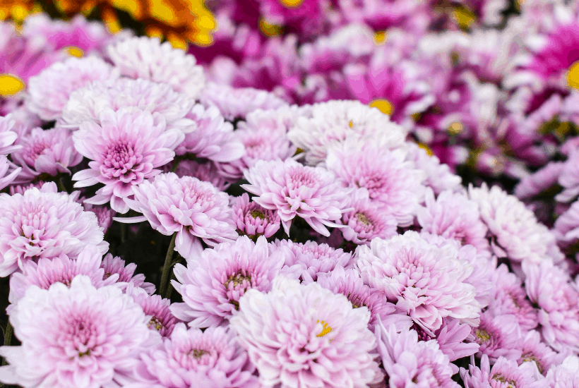 Add some beautiful color to your flower gardens this fall. Try these Six Fantastic Fall Flowers To Plant In Your Garden. These fall flowers and plants can withstand those chilly nights and bring vibrant colors to any fall day!  #gardeningtips #fallgardening #fallflowers #fallplants #gardenideas