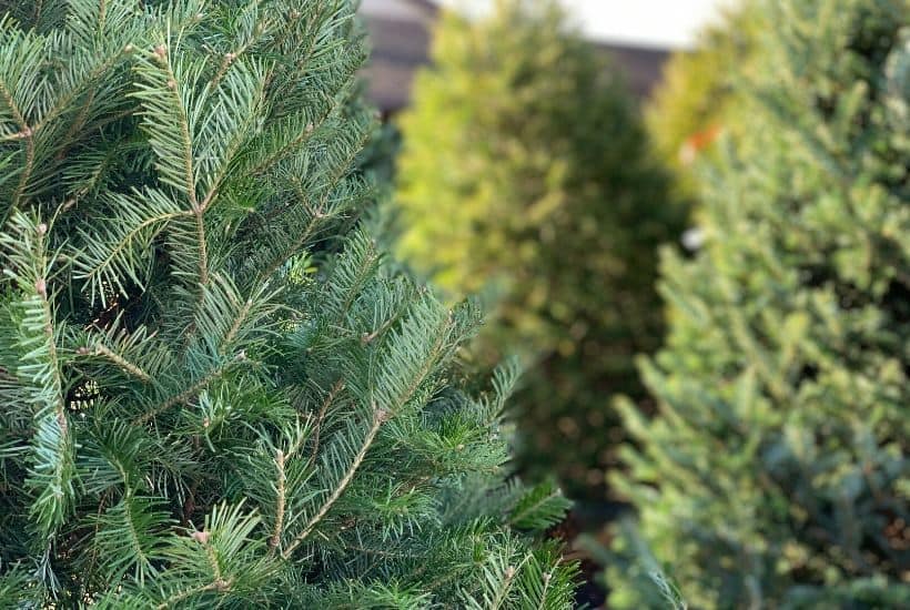 Check out these helpful tips on How To Choose The Perfect Christmas Tree. Choosing the family Christmas tree is fun for everyone. Follow these tips to ensure your tree lasts throughout the holiday season. #christmastree #christmasdecorations #christmasornaments #farmhousechristmas