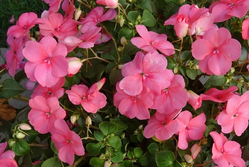 Get your gardens growing. Celebrate spring with these helpful gardening tips. Here is the Ultimate List of Popular Flowers for your Flower Garden. #Gardeningtips #Gardening #Flowers #SpringGardening #FlowerGarden