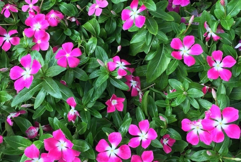 Get your gardens growing. Celebrate spring with these helpful gardening tips. Here is the Ultimate List of Popular Flowers for your Flower Garden. #Gardeningtips #Gardening #Flowers #SpringGardening #FlowerGarden