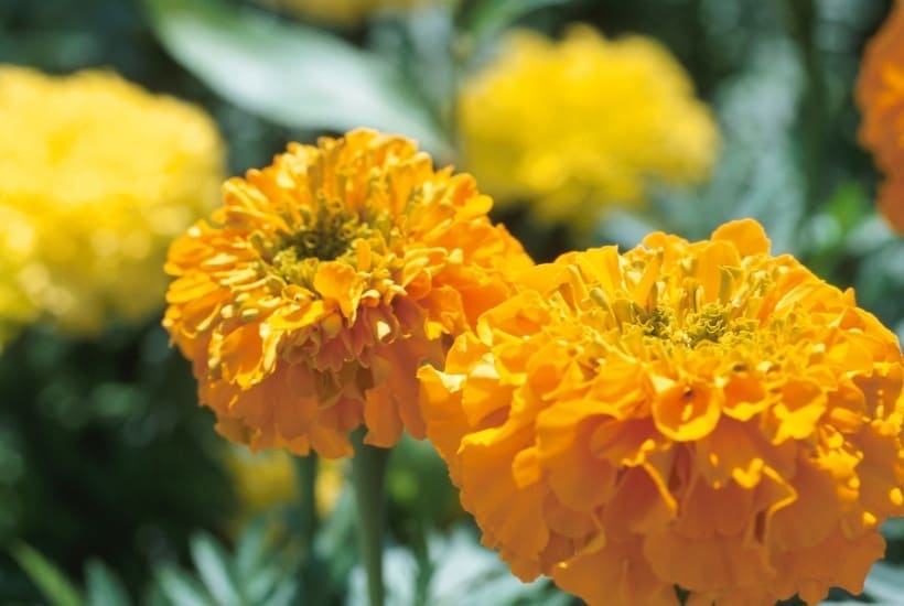 Get your gardens growing. Celebrate spring with these helpful gardening tips. Here is the Ultimate List of Popular Flowers for your Flower Garden. #Gardeningtips #Gardening #Flowers #SpringGardening #FlowerGarden