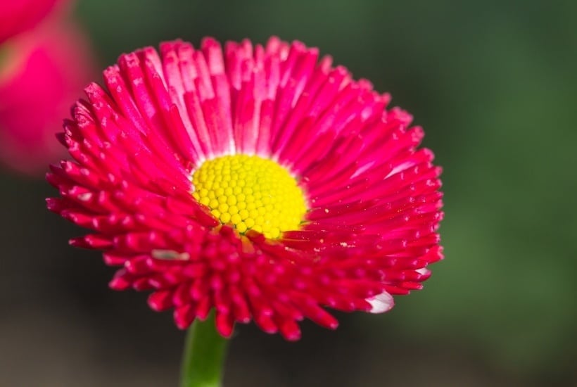 What's the Difference Between Annual and Perennial Flowers? Now that gardening season is here, let's dig in and find out! #gardeningtips #gardeningideas #perennials #annuals #flowers #flowergarden