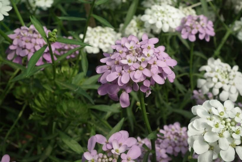 Ready to start your spring garden? Perennials are the perfect way to enhance your landscaping year after year. Here are the Best Perennial Flowers for Early Spring. #perennials #gardening #gardeningtips