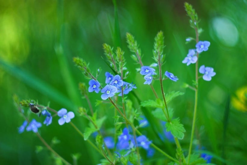 Ready to start your spring garden? Perennials are the perfect way to enhance your landscaping year after year. Here are the Best Perennial Flowers for Early Spring. #perennials #gardening #gardeningtips