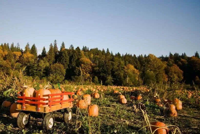 Find Your Perfect Pumpkin at one of these New Jersey Pumpkin Patches. Take the family out for some fall fun and pick your own pumpkins in New Jersey. You will have a blast pumpkin picking at one of the New Jersey Farms #Halloween #Halloweencraft #pumpkinpatch #pickyourownpumpkins