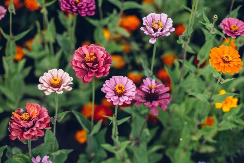 cut flower garden zinnias