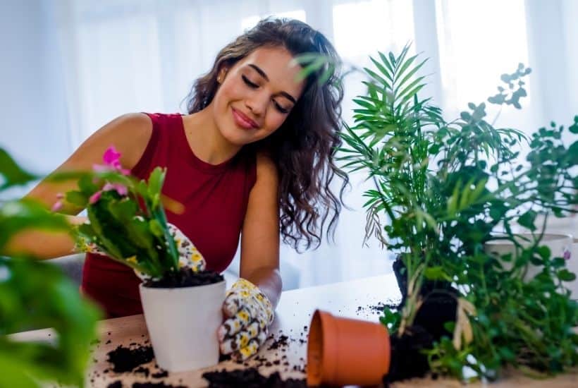 Easy Care Houseplants for Beginners