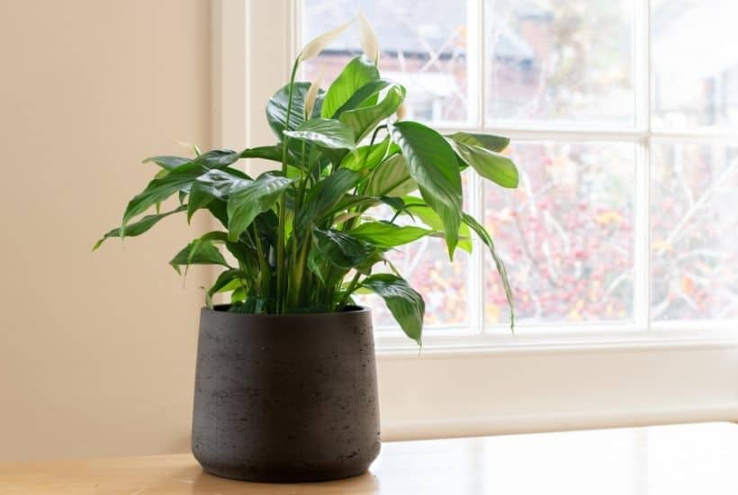 Easy Care Houseplants feature