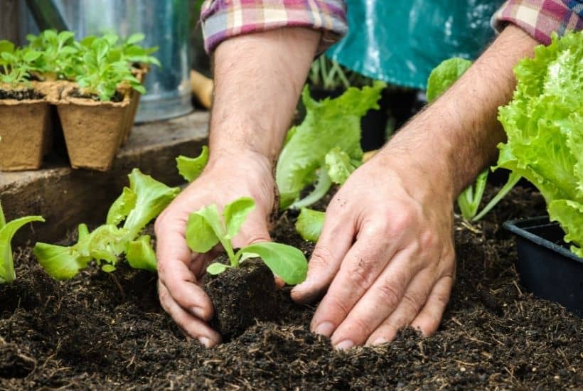 How To Start Gardening feature