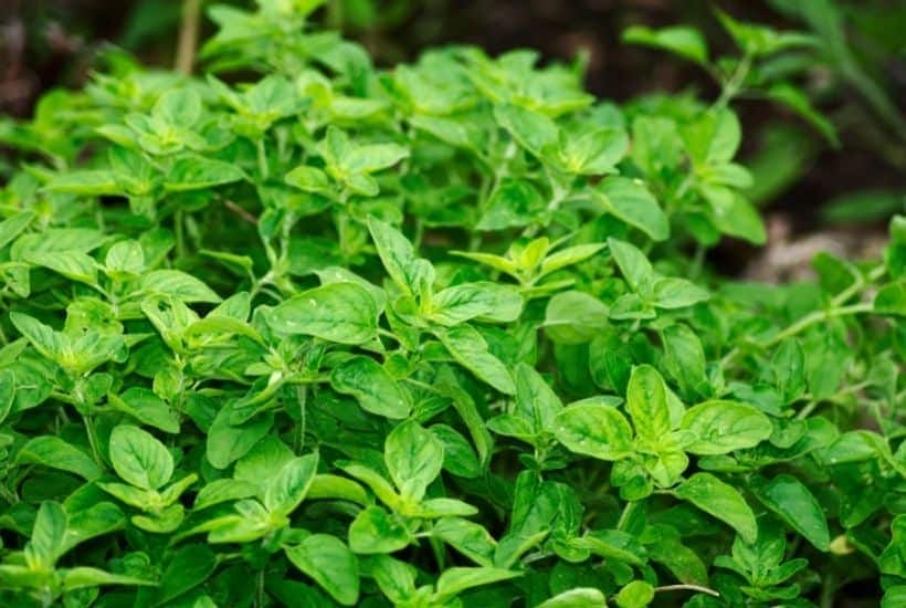 Using fresh herbs in your recipes is the perfect ingredient to brighten up flavors. Growing your own herbs at home are easy. Here are the Best Herbs To Grow In Your Garden.