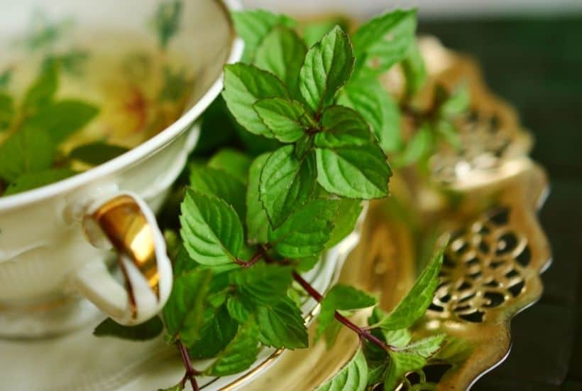 Using fresh herbs in your recipes is the perfect ingredient to brighten up flavors. Growing your own herbs at home are easy. Here are the Best Herbs To Grow In Your Garden.