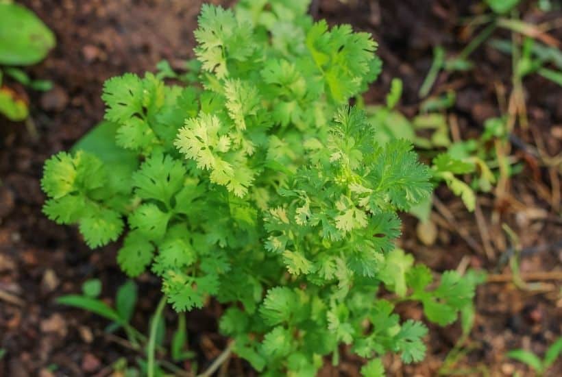 Using fresh herbs in your recipes is the perfect ingredient to brighten up flavors. Growing your own herbs at home are easy. Here are the Best Herbs To Grow In Your Garden.