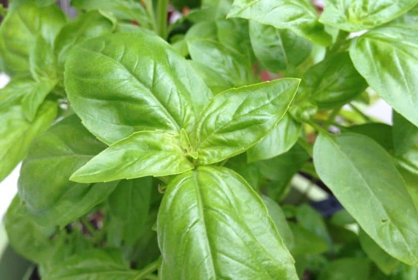 Using fresh herbs in your recipes is the perfect ingredient to brighten up flavors. Growing your own herbs at home are easy. Here are the Best Herbs To Grow In Your Garden.