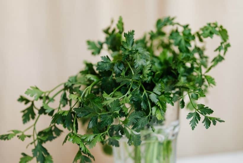 Using fresh herbs in your recipes is the perfect ingredient to brighten up flavors. Growing your own herbs at home are easy. Here are the Best Herbs To Grow In Your Garden.