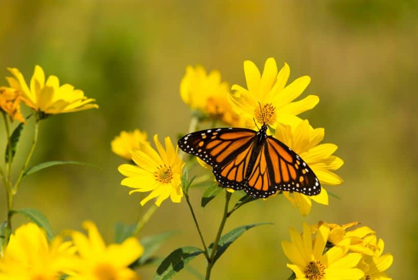 How to attract pollinators to your garden