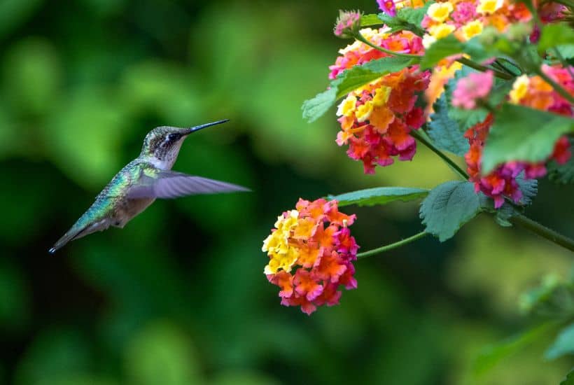 Pollinators rule when it comes to growing a garden. Here are tips on How to attract pollinators to your garden. Following these easy gardening tips and your garden will thrive when pollinators visit.